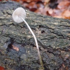 Mycena vinacea
