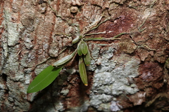 Dendrobium tetragonum