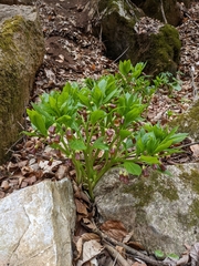 Scopolia carniolica