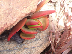 Crassula atropurpurea