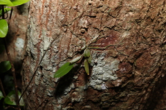 Dendrobium tetragonum