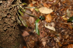 Dendrobium tetragonum