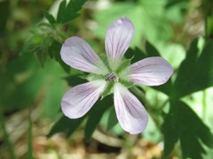 Geranium californicum