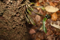 Dendrobium tetragonum