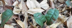 Bignonia capreolata