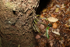 Dendrobium tetragonum