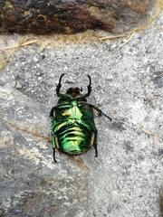 Protaetia speciosissima