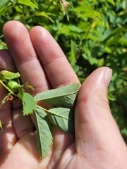 Rosa glabrifolia