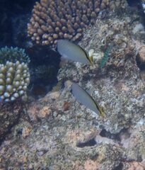 Chaetodon vagabundus