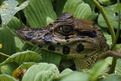 Melanosuchus niger