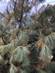 Pinus wallichiana