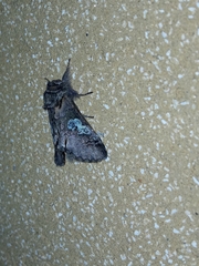 Diloba caeruleocephala