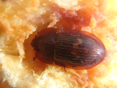 Amphotis marginata