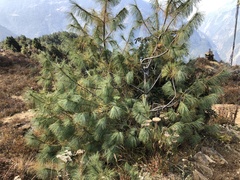 Pinus wallichiana