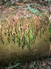 Selaginella repanda
