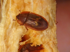 Amphotis marginata