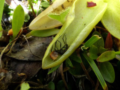 Pinguicula leptoceras