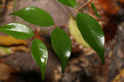 Image of Decaspermum humile by (c) Greg Tasney, some rights reserved (CC BY-SA)