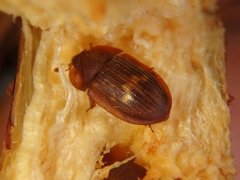 Amphotis marginata