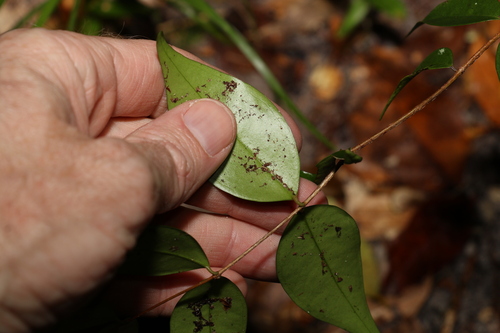 Image of Decaspermum humile by (c) Greg Tasney, some rights reserved (CC BY-SA)