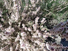 Salsola oppositifolia