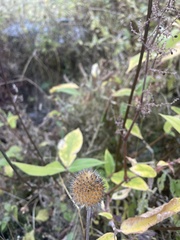 Dipsacus inermis