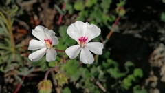 Pelargonium echinatum