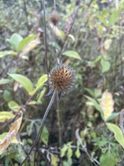 Dipsacus inermis