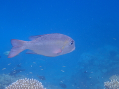 Monotaxis grandoculis