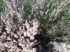 Salsola oppositifolia