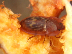Amphotis marginata