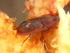 Amphotis marginata