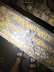 Fowlea flavipunctata