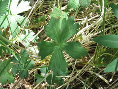 Geranium californicum
