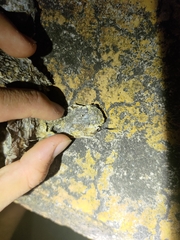 Fowlea flavipunctata