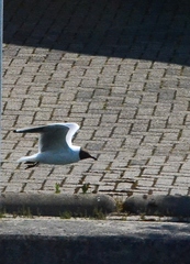 Chroicocephalus ridibundus