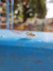 Oxyopes lineatus