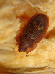 Amphotis marginata