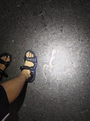 Fowlea flavipunctata