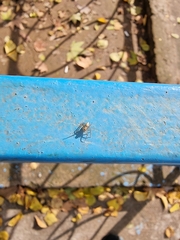Oxyopes lineatus