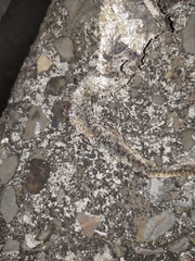 Fowlea flavipunctata