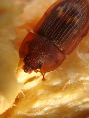 Amphotis marginata