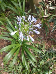 Agapanthus praecox