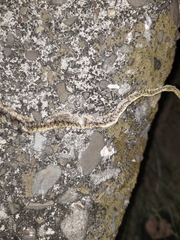 Fowlea flavipunctata