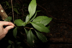 Notelaea longifolia