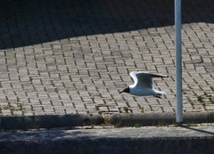 Chroicocephalus ridibundus