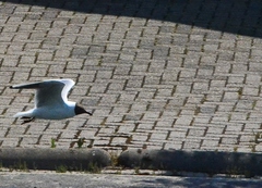 Chroicocephalus ridibundus