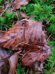 Paragymnopus perforans