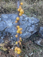 Hippophae salicifolia