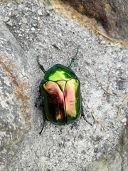 Protaetia speciosissima